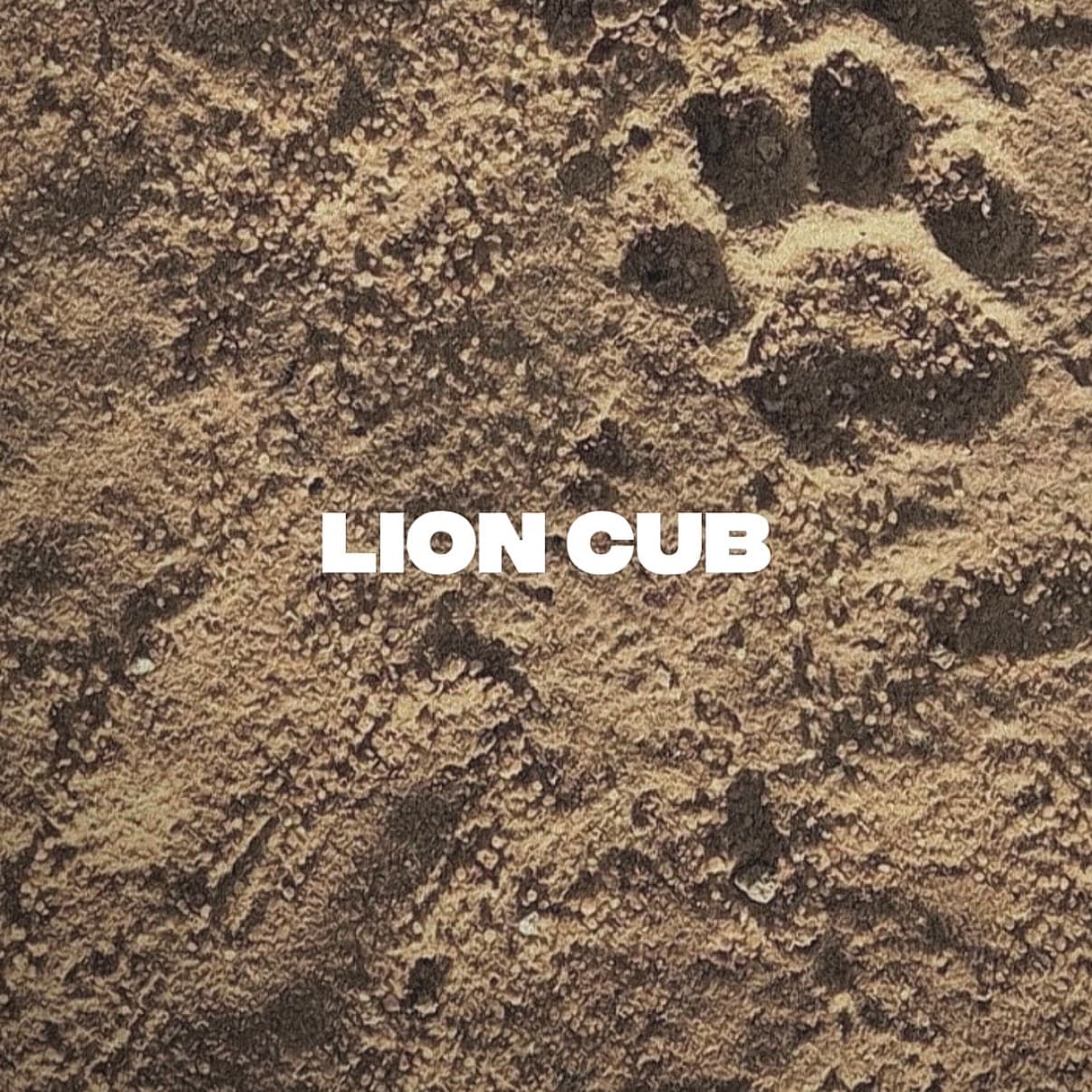 lion_cub